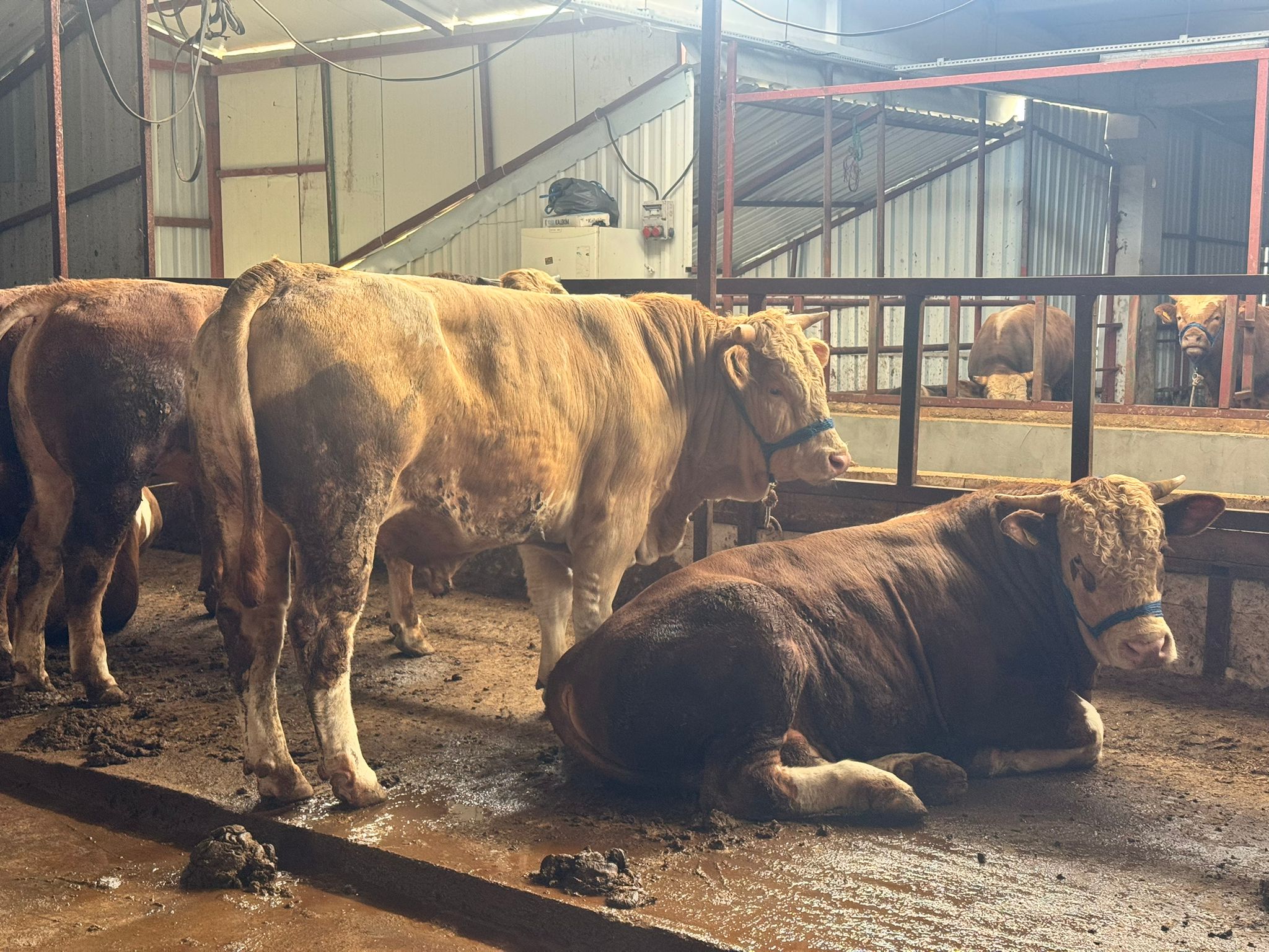 Padokta Yatan Kurbanlıklar